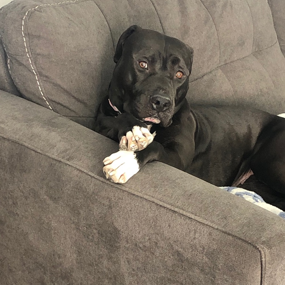 Meet your Posher, Isabella